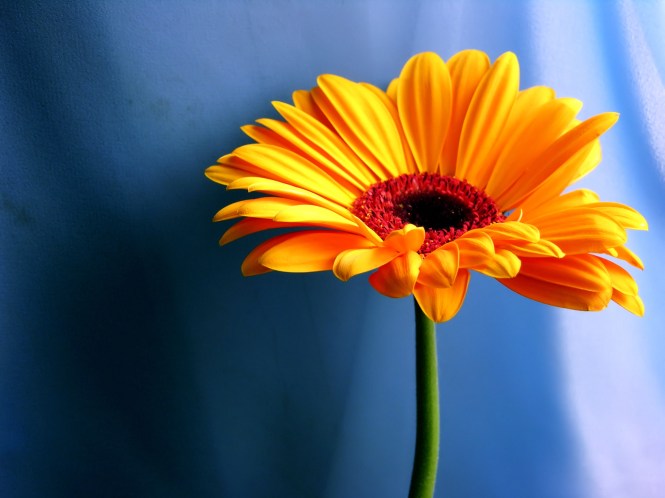 orange-gerbera-daisy_1920x1440_15551