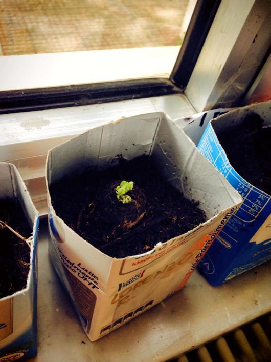 10154466_10152064374773940_87671200_n